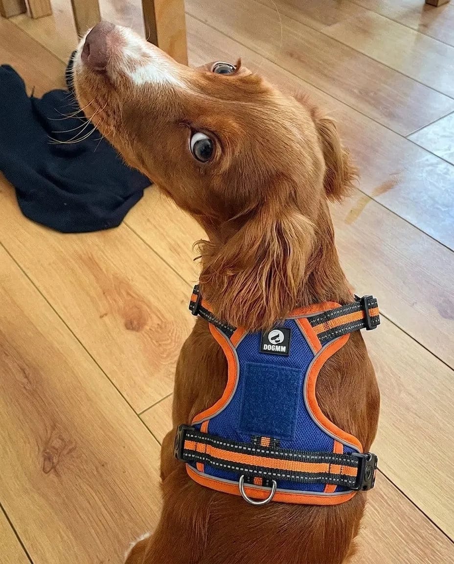 Customer photo review of Harnais anti-traction pour chien
