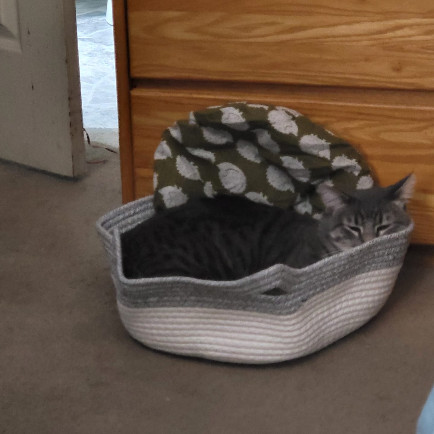 Customer photo review of Instinct Mat | The Scratching Mat Her Biology Actually Recognizes (NEW)
