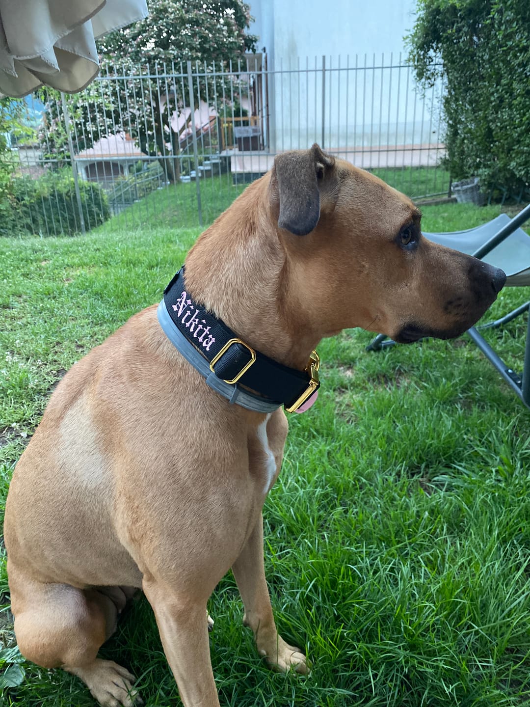 Customer photo review of Collare Crime 3cm