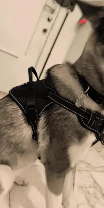Customer photo review of Dog Harness with Custom Name Patches - NO PULL, Adjustable, Reflective and Breathable