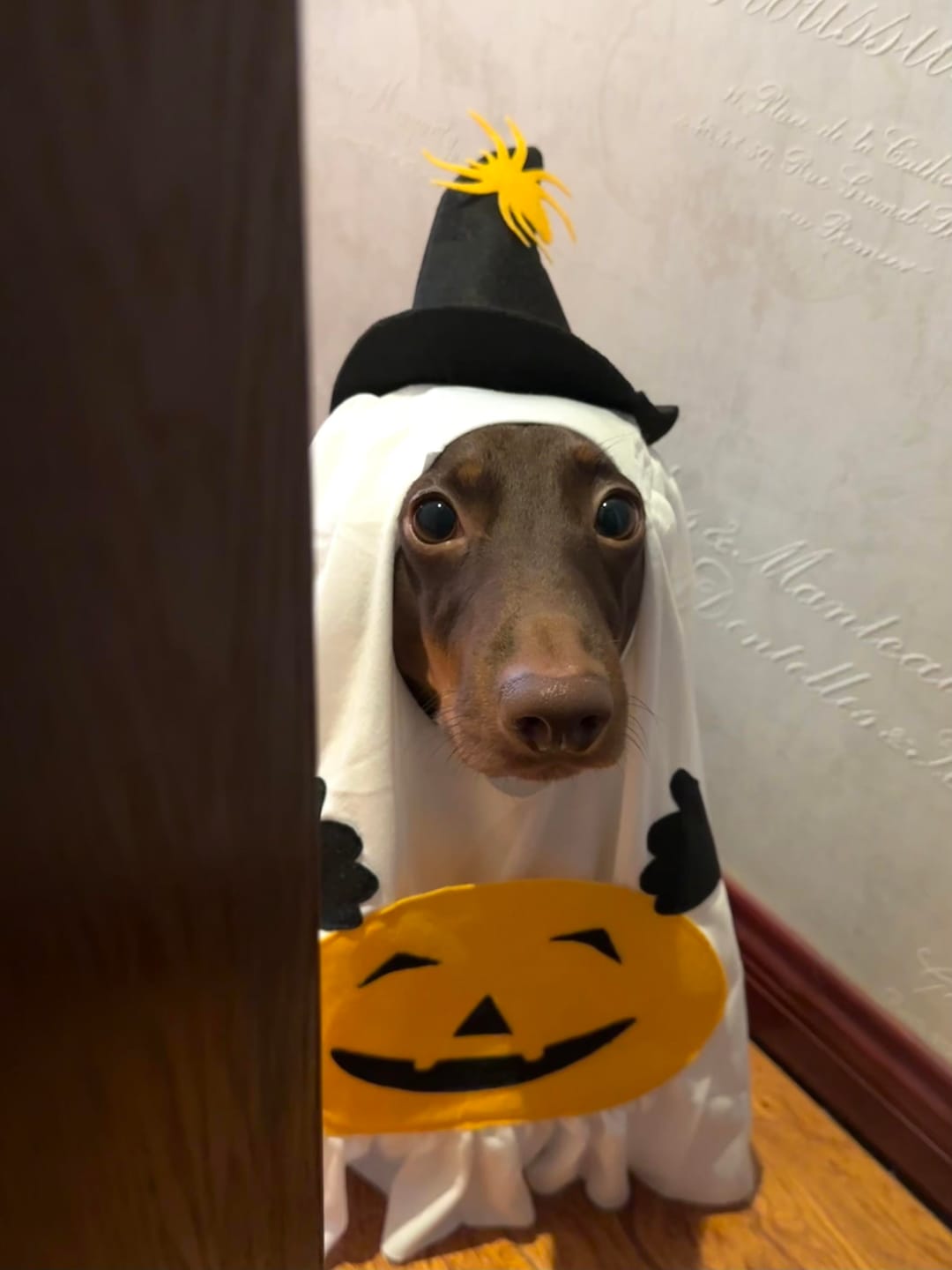 Customer photo review of Pumpkin Ghost Costume