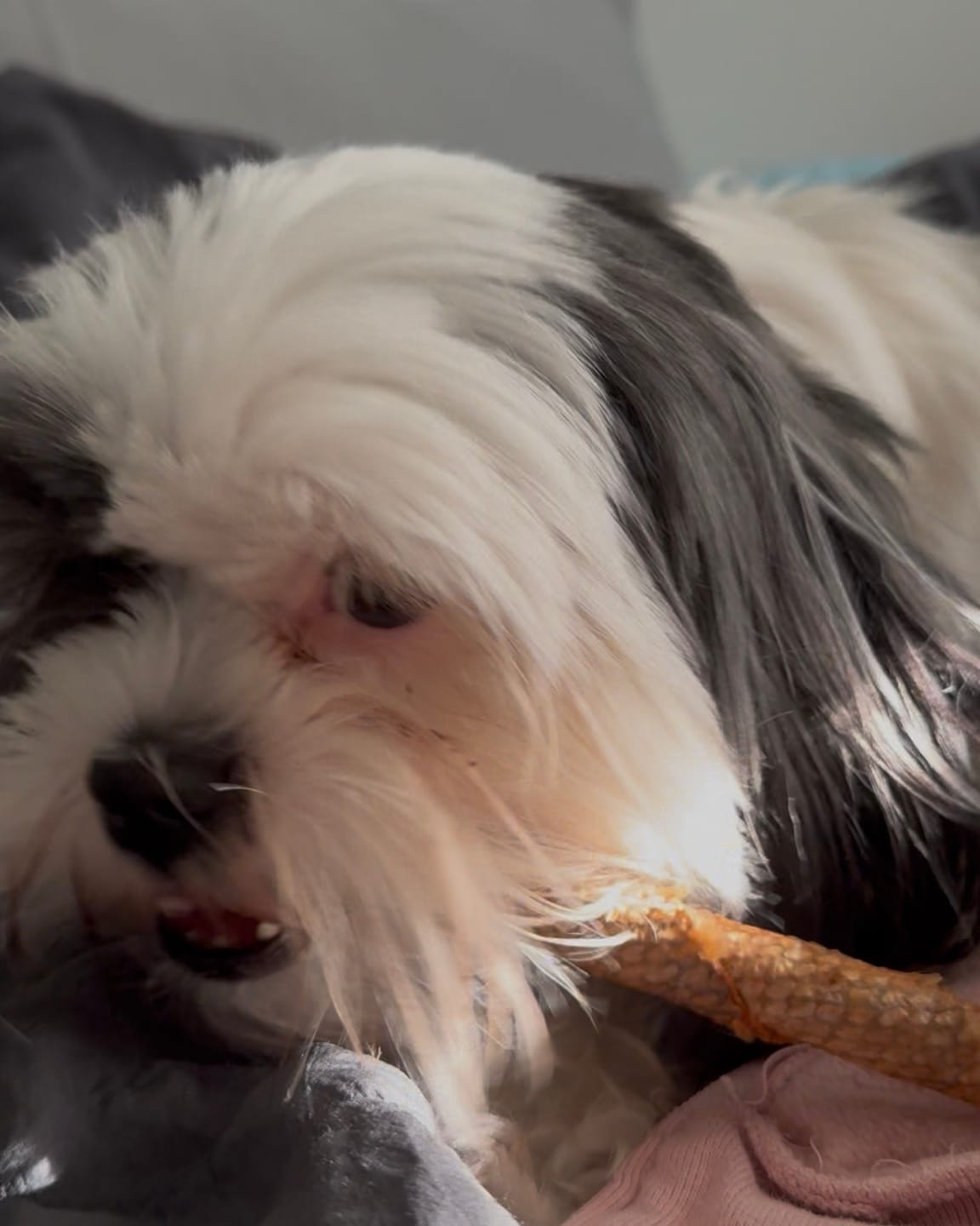 Customer photo review of Wild-Caught Salmon Skin Rolls for Dogs | Freeze-Dried | Natural Omega-3 Chew