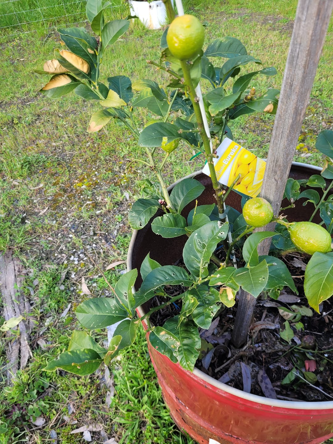 Customer photo review of 4-in-1 Cordless Telescoping Pole Saw & Pruner – Brushless (18V Compatible)