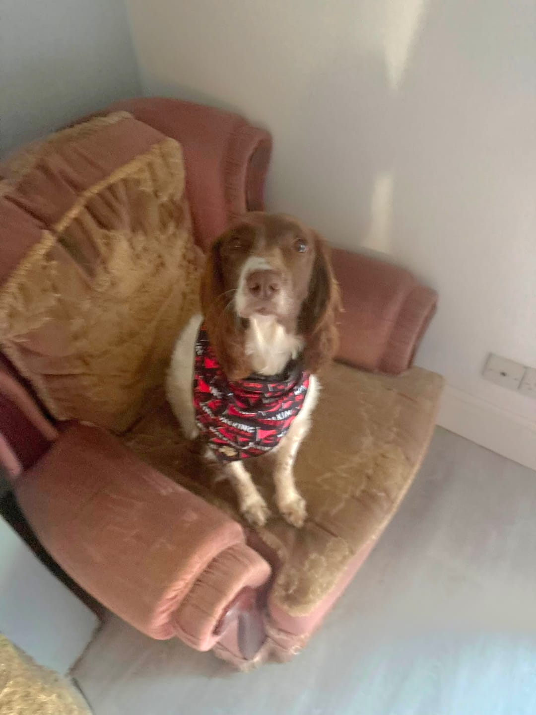 Customer photo review of Walking red flag bandana