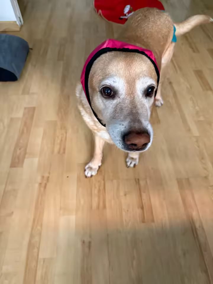 Customer photo review of Orejeras Calmantes para Perros