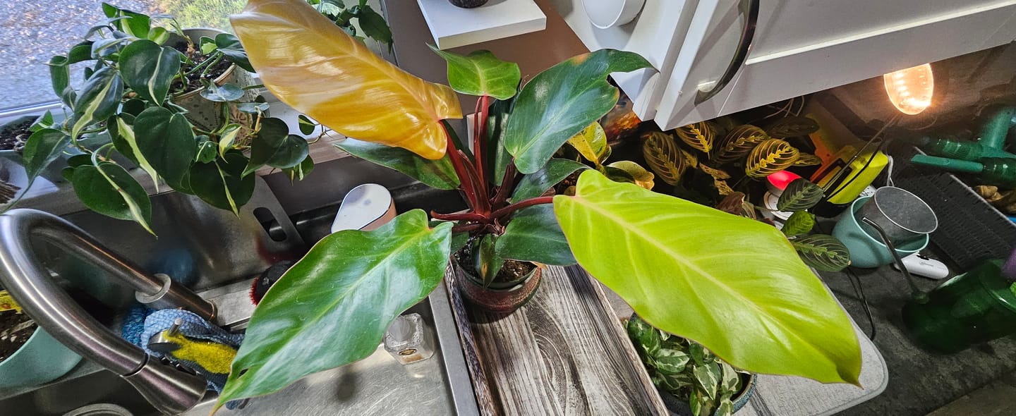 Customer photo review of Philodendron 'Prince of Orange'