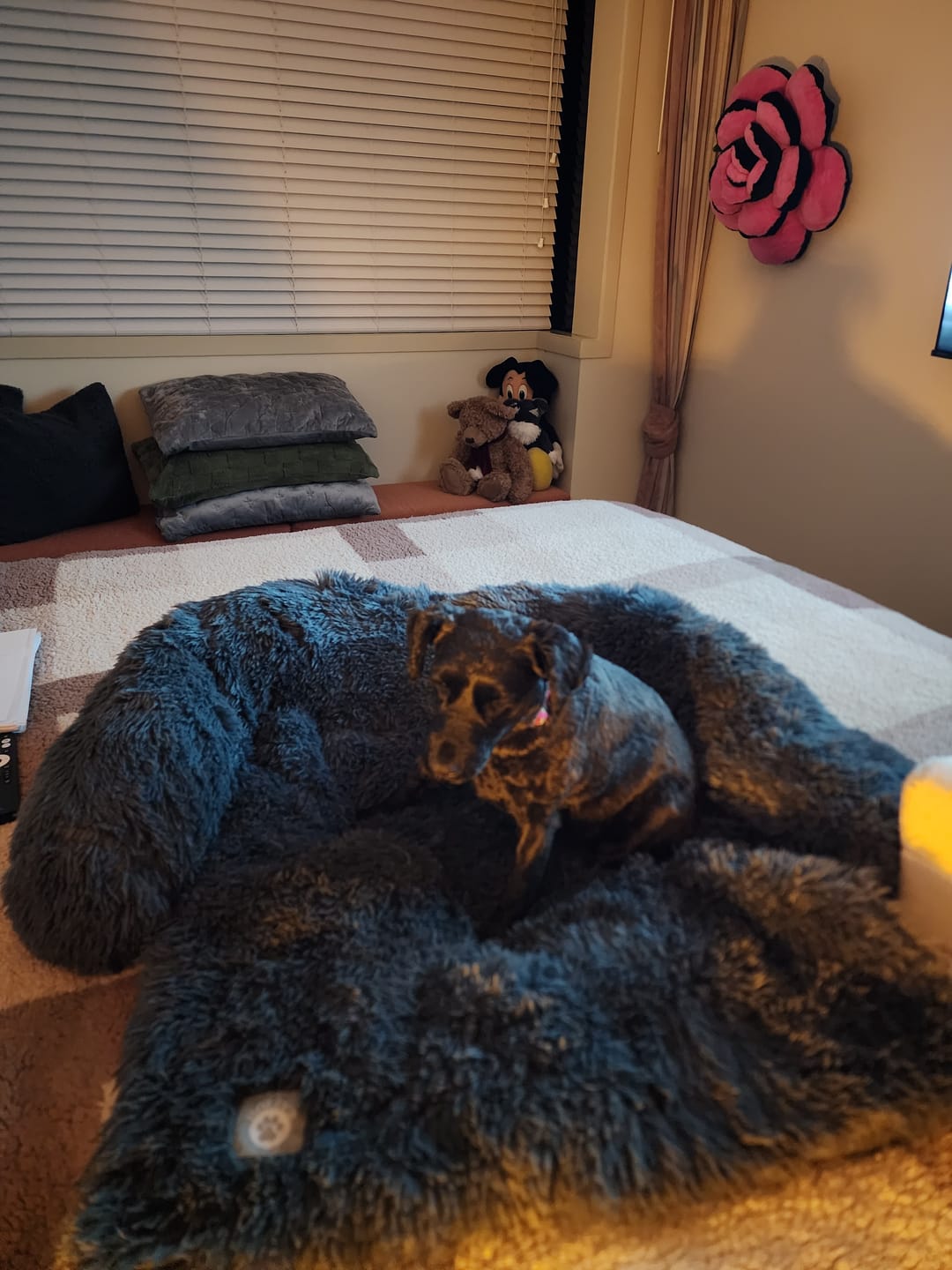 Customer photo review of Calming Couch Bed