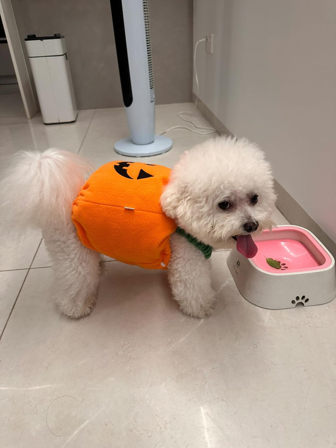 Customer photo review of Halloween Pumpkin Cute costume