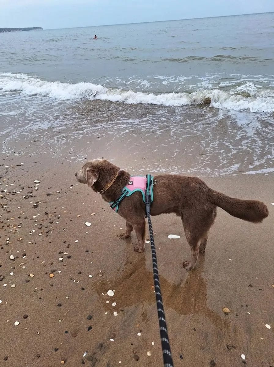 Customer photo review of Harnais anti-traction pour chien