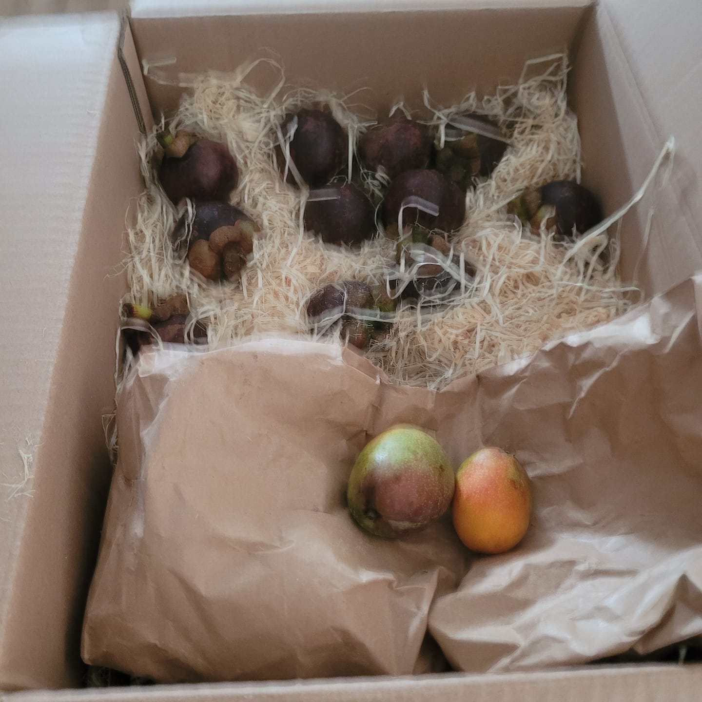 Customer photo review of Mangostan (Mangosteen) Sommeraktion %