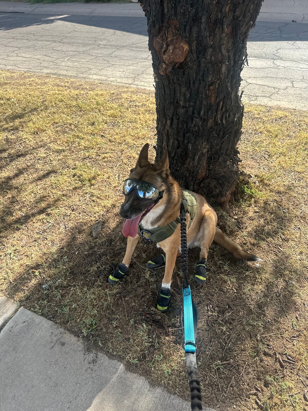 Customer photo review of Team K9® Classic No-Pull Dog Harness