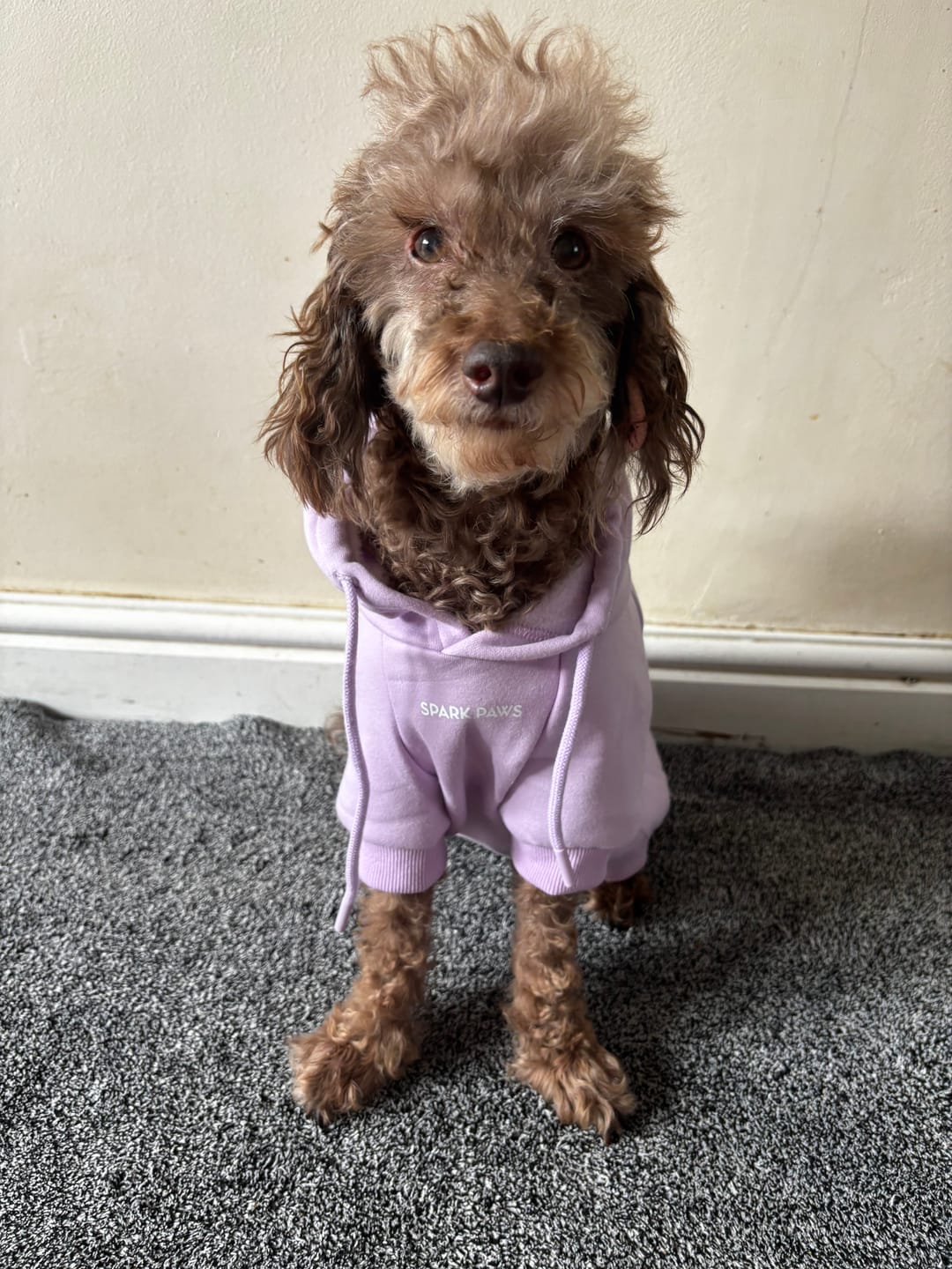 Customer photo review of Essential Dog Hoodie - Lavender