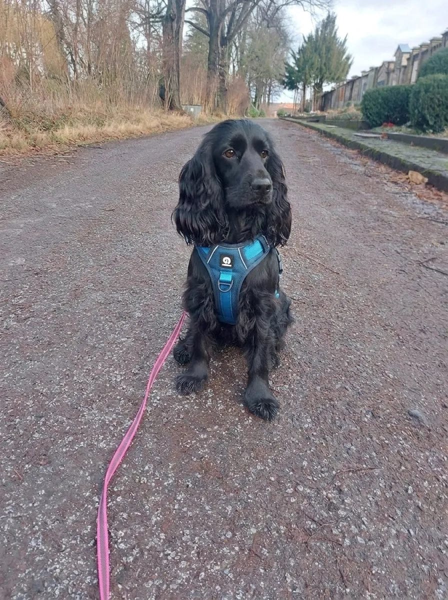 Customer photo review of Harnais anti-traction pour chien