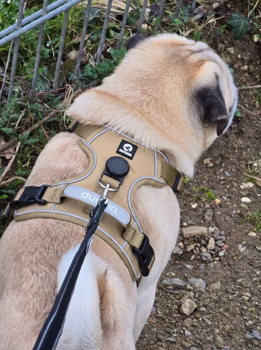 Customer photo review of Harnais pour chien anti-traction & anti-fugue