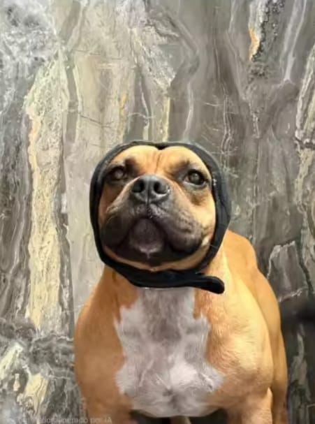 Customer photo review of Orejeras Calmantes para Perros
