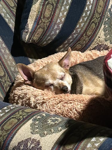 Customer's Chihuahua dog sleeping soundly in a plush, circular Furbedz anti-stress bed.