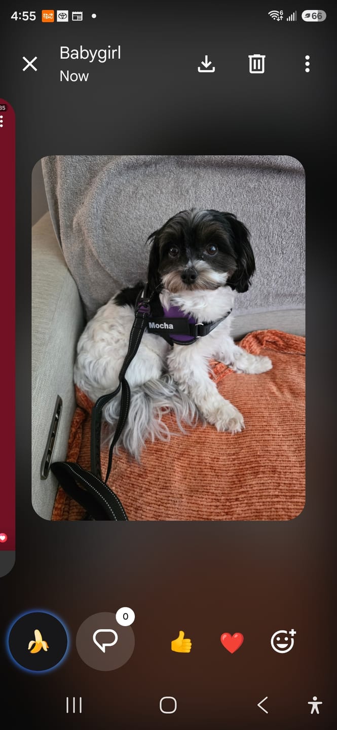 Customer photo review of Personalized Dog Harness