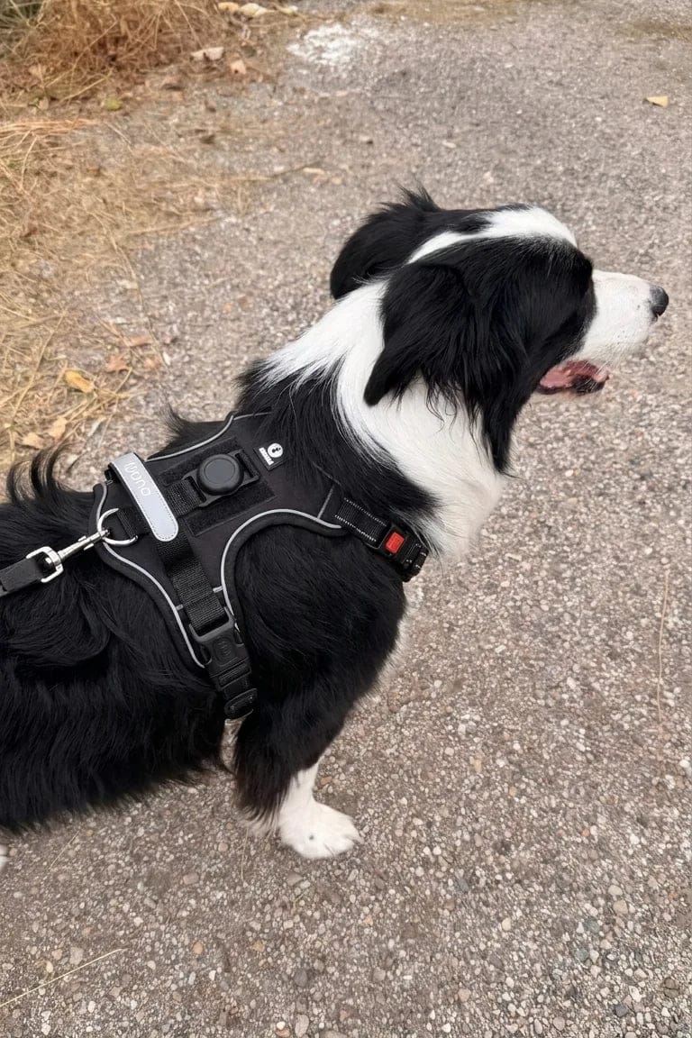 Customer photo review of Harnais pour chien anti-traction & anti-fugue