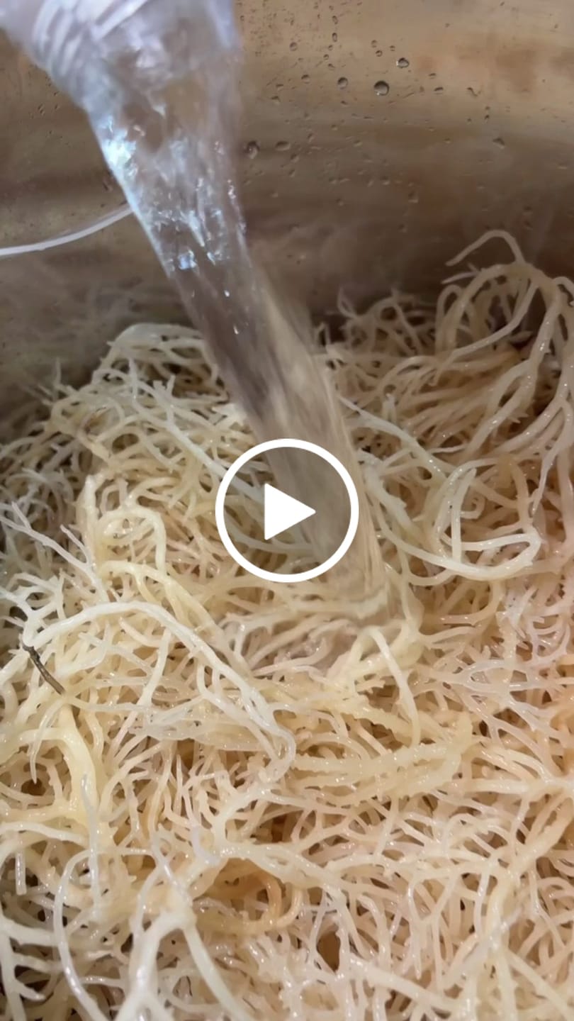 Customer video review of Sea Moss from the pristine waters of St. Lucia- wildcrafted