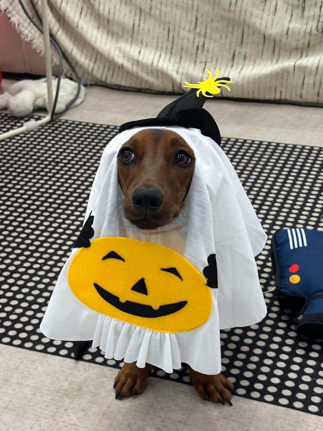 Customer photo review of Pumpkin Ghost Costume