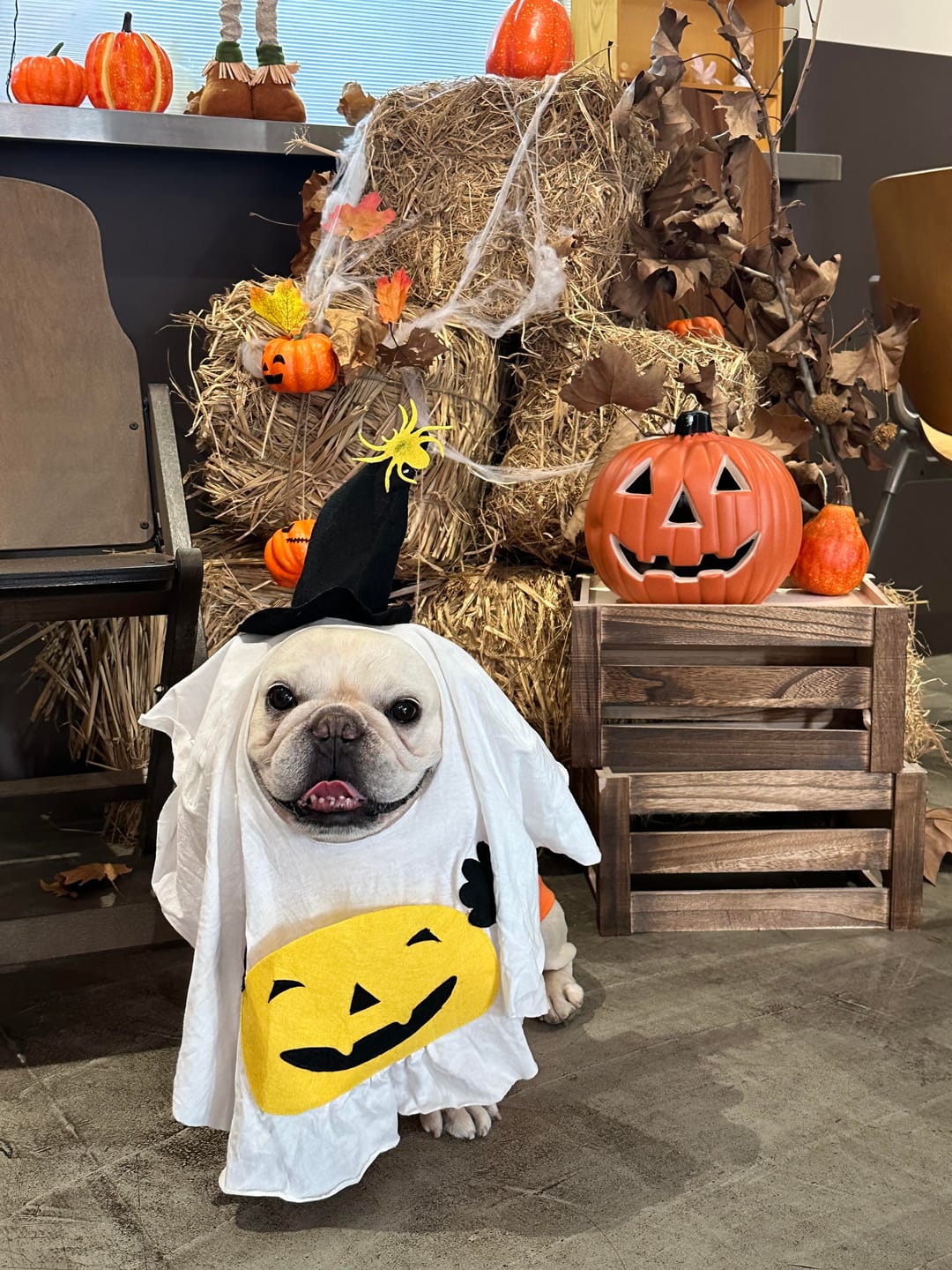 Customer photo review of Pumpkin Ghost Costume