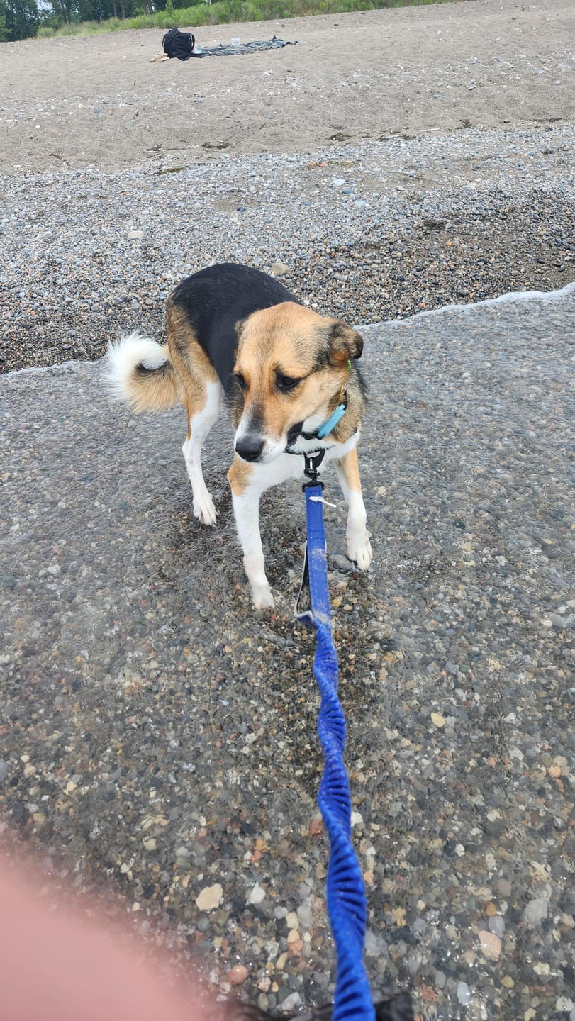 Customer photo review of FurSure - 12 Months Flea & Tick Pendant (V2)