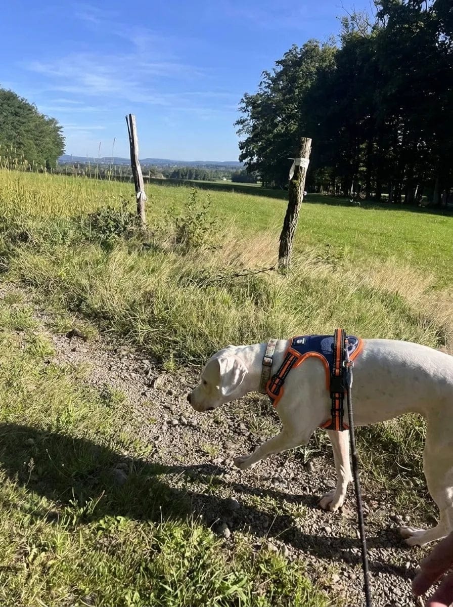 Customer photo review of Harnais anti-traction pour chien