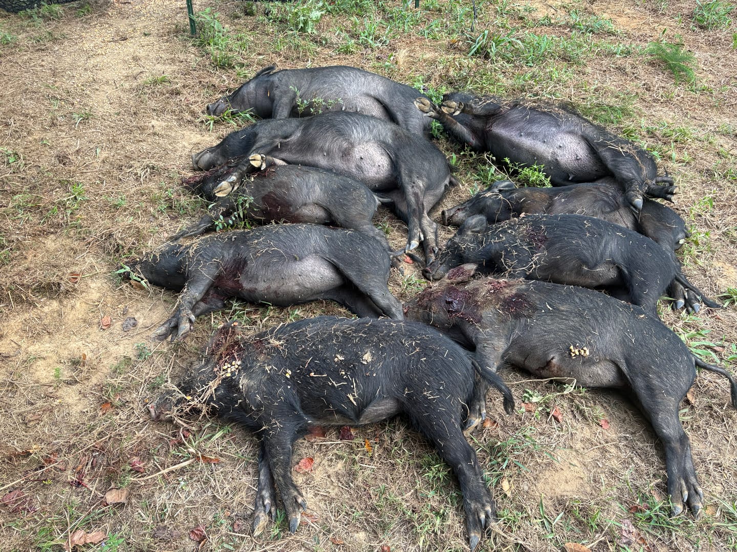 Customer photo review of Pig Brig Trap System
