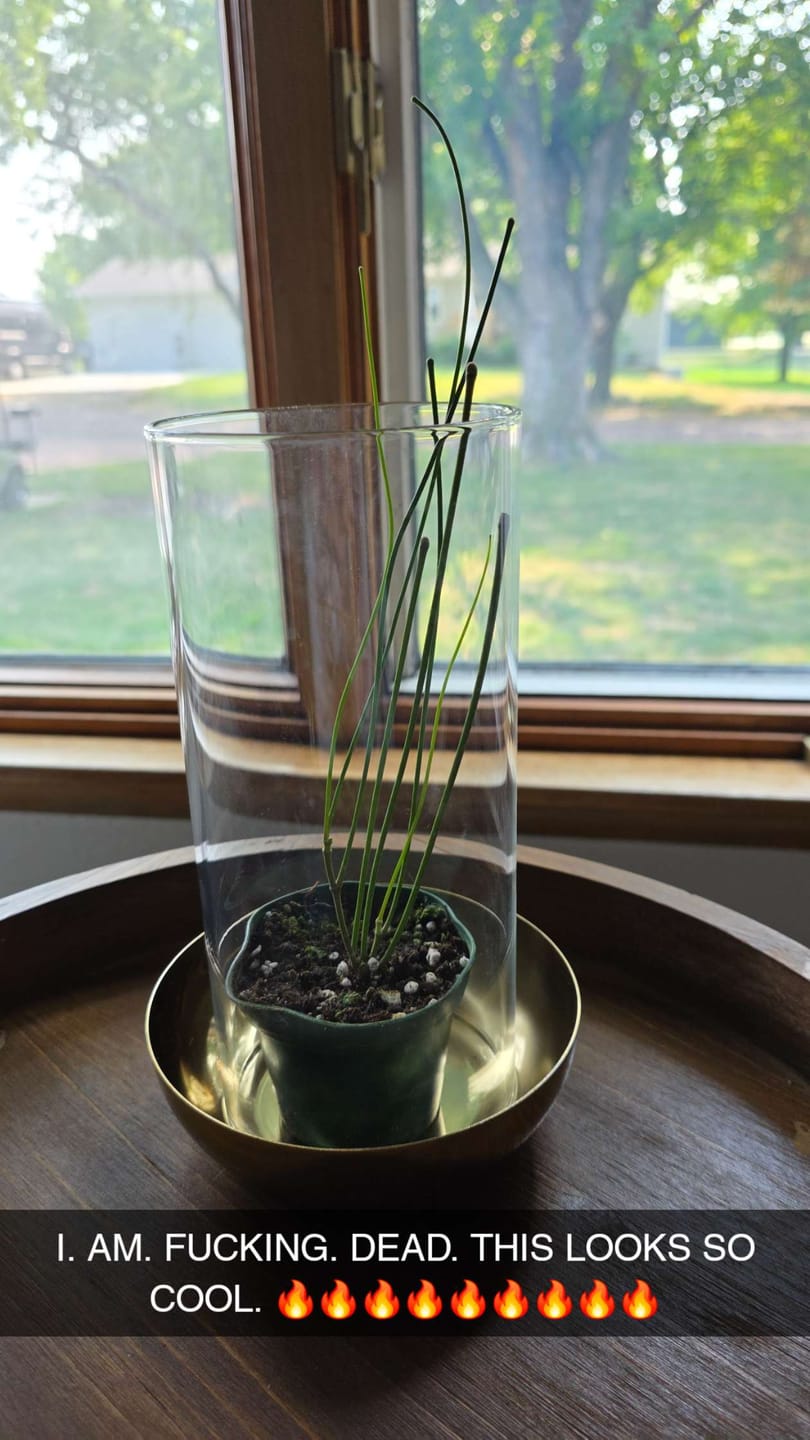 Customer photo review of Hoya spartioides