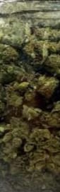 Customer photo review of Lava Cake - 28 Grams - Indica