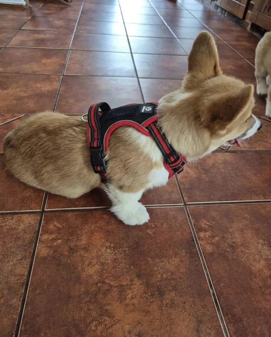 Customer photo review of Harnais anti-traction pour chien