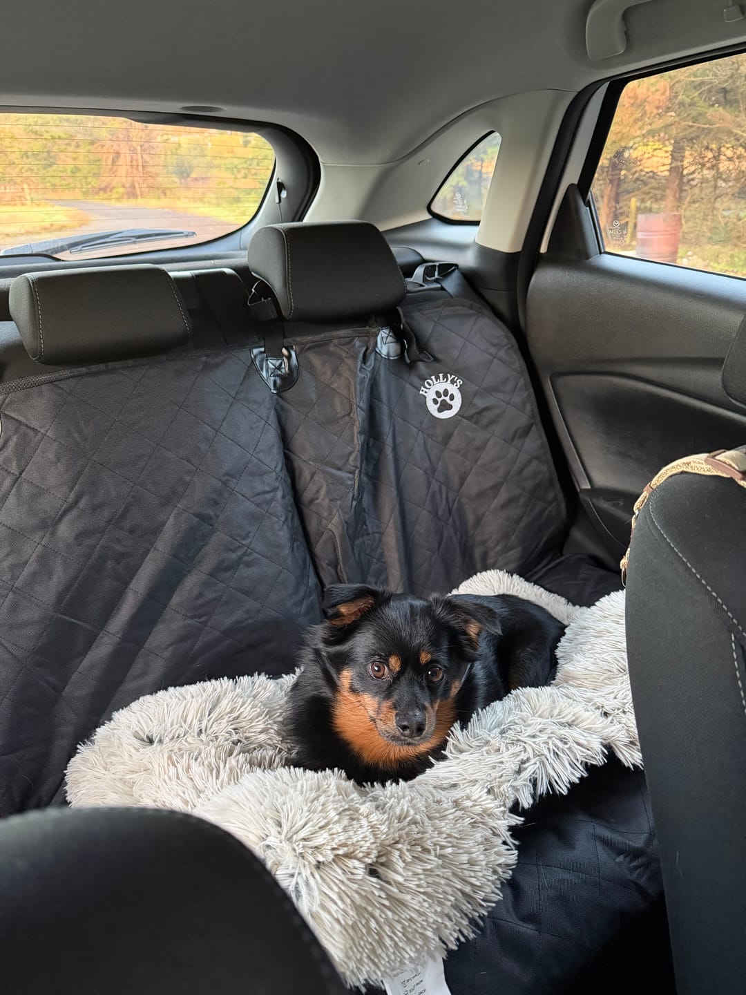 Customer photo review of Car Seat Cover
