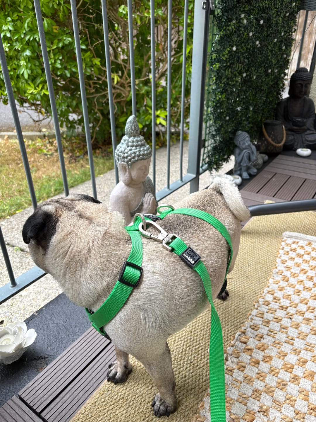 Customer photo review of Tesla Leash
