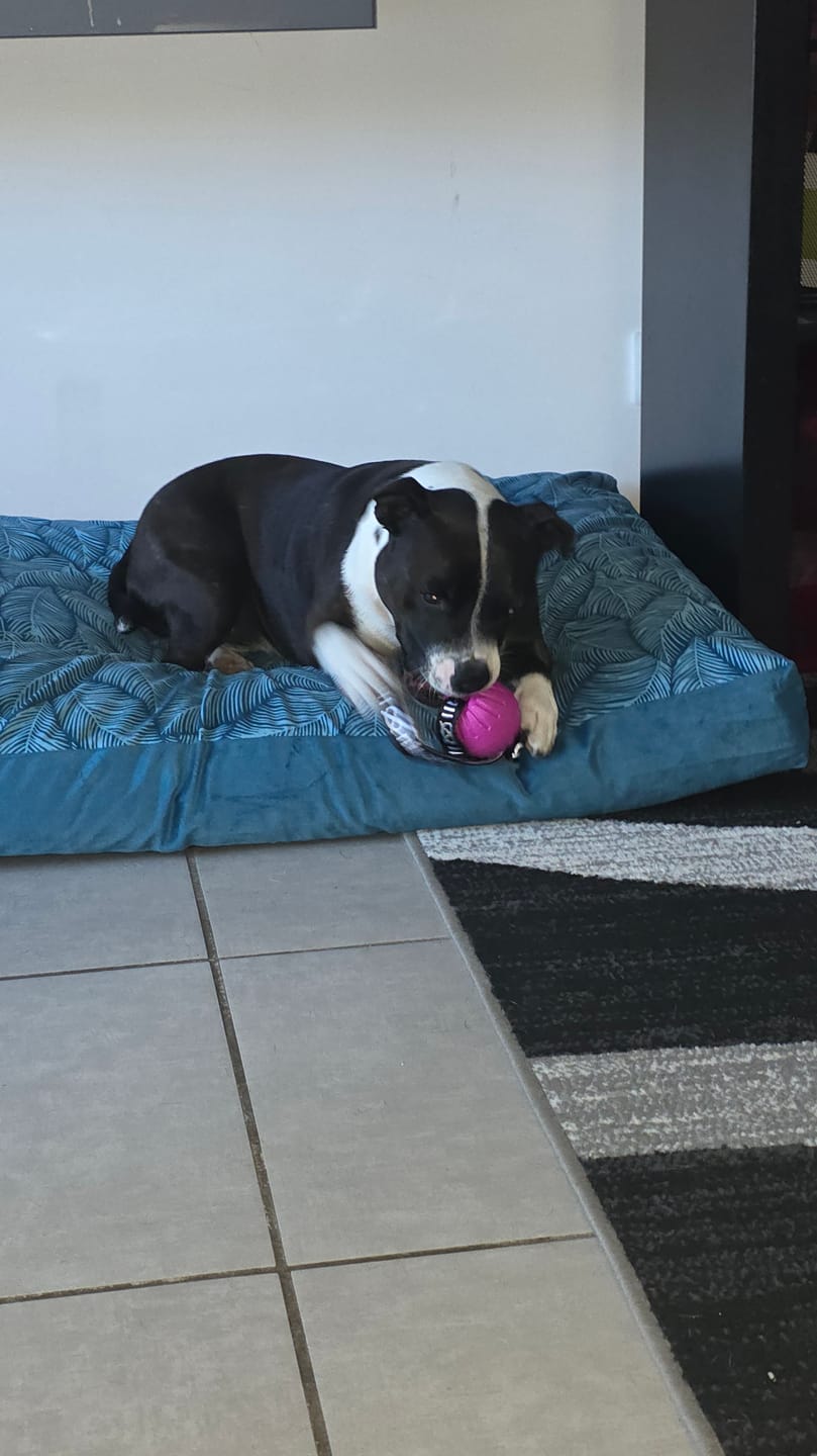 Customer photo review of Staffordshire Bull Terrier 1935® Fetch Ball w Handle - Pink