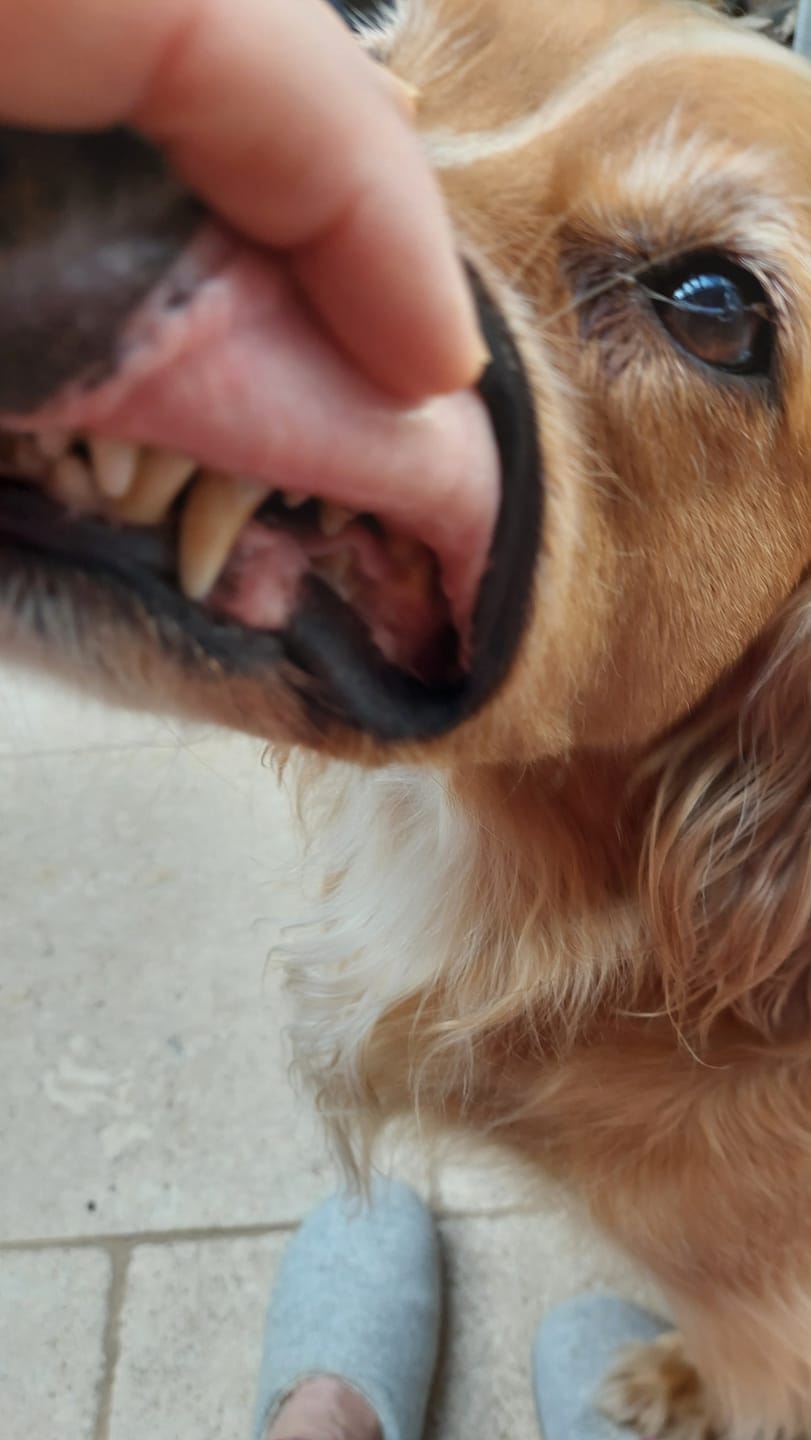 Customer photo review of 100% Natural Plaque Remover for Dogs & Cats (200g)