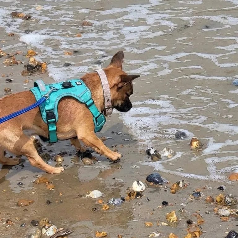 Customer photo review of Harnais pour chien anti-traction & anti-fugue