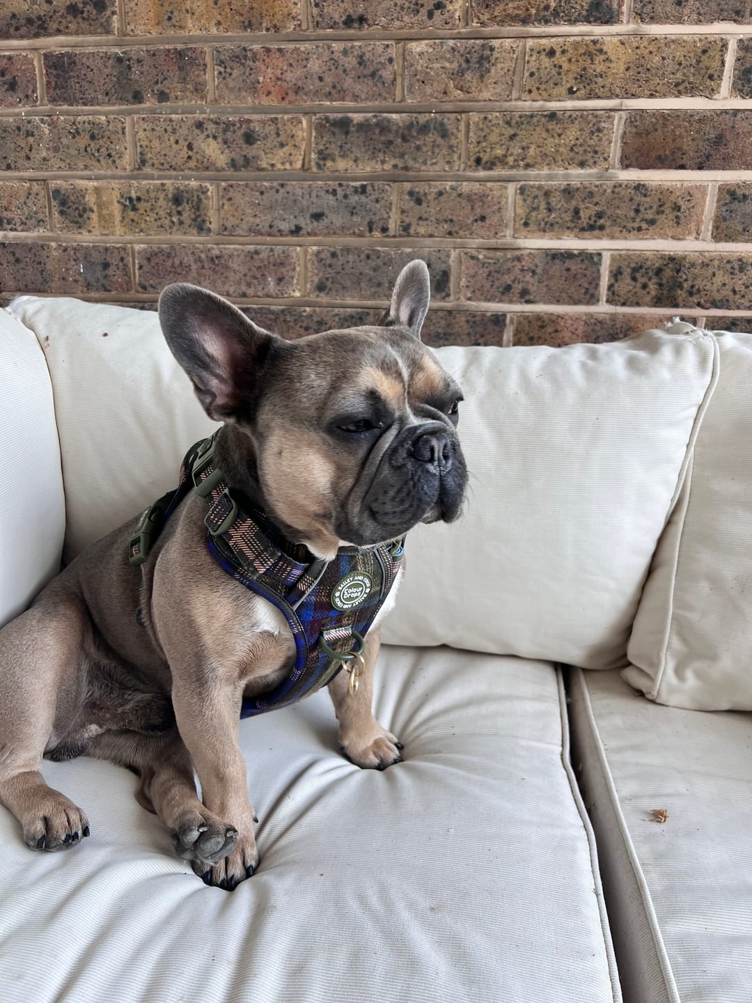 Customer photo review of Trail & Glow Tweed Dog Harness - Colour Drops - Mayfair Tweed