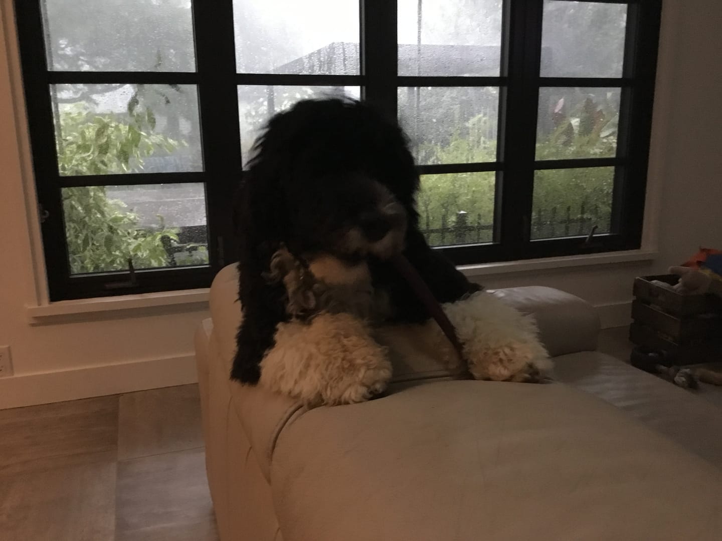 Customer photo review of 12 Inch Standard Bully Stick