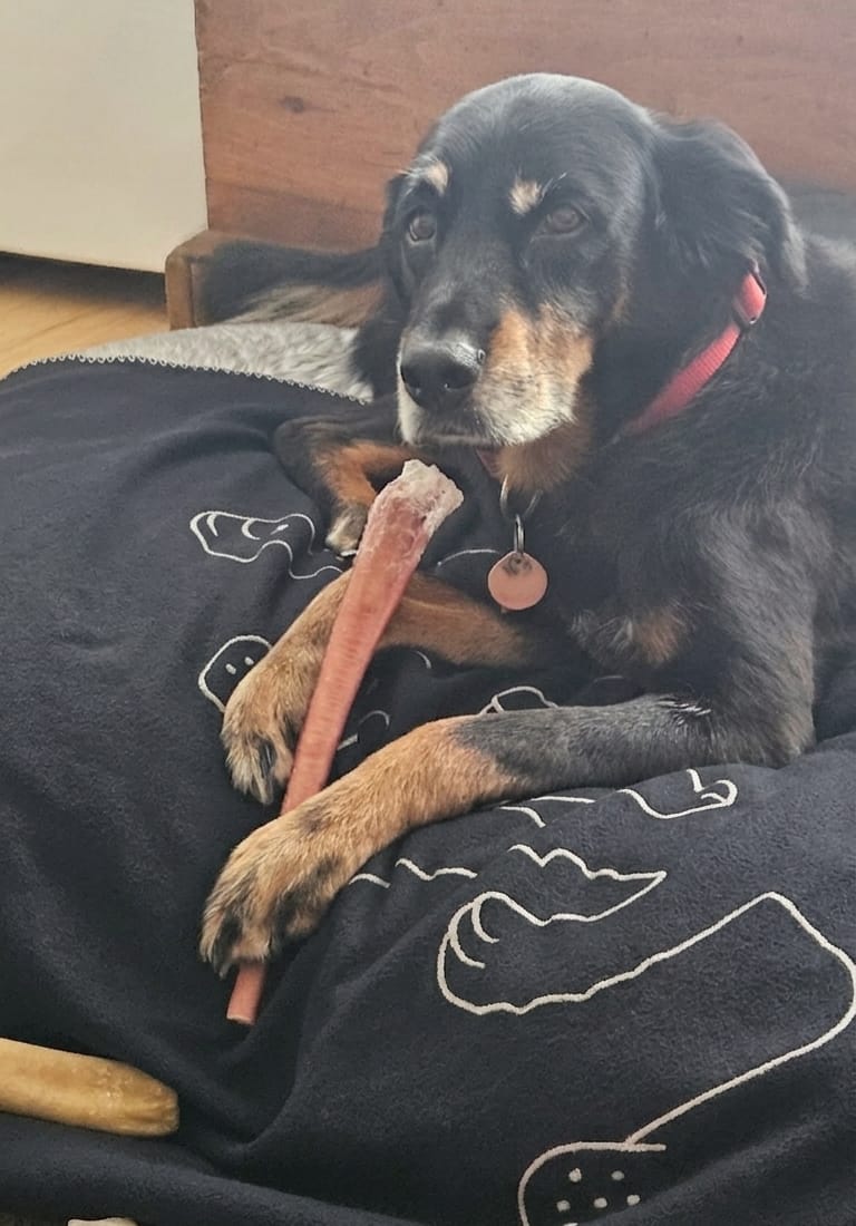 Customer photo review of Himalayan Yak Chew (MEGA)