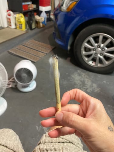 Jungle Gelato - 28 Gramm - Indica photo review