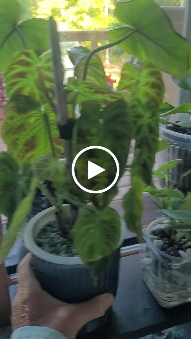 Customer video review of Philodendron verrucosum