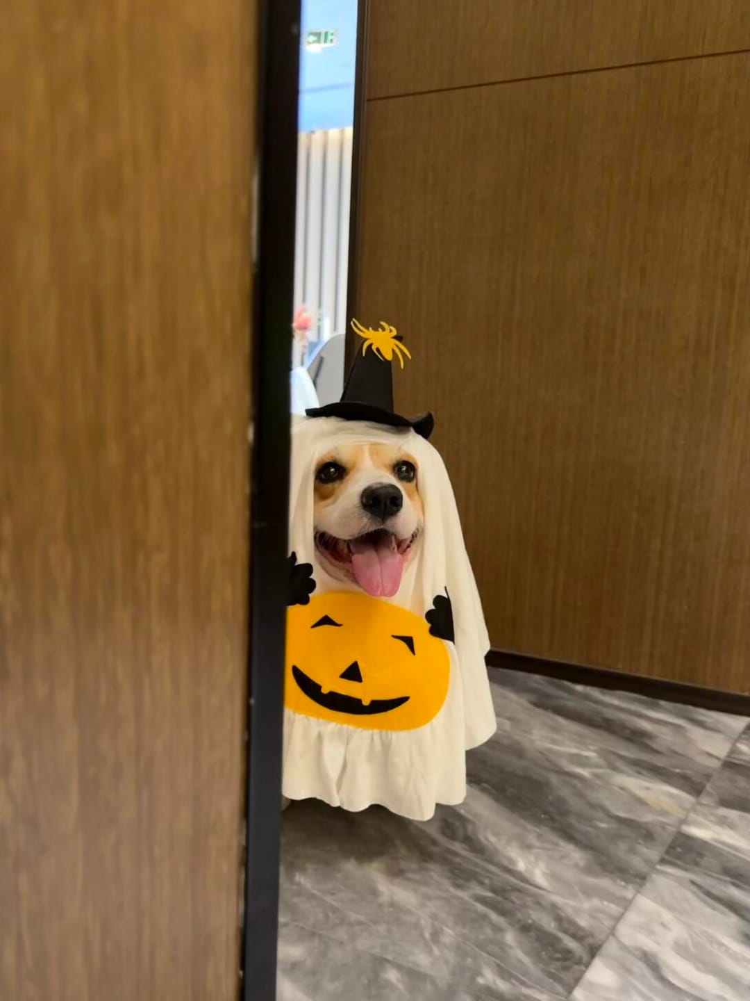 Customer photo review of Pumpkin Ghost Costume