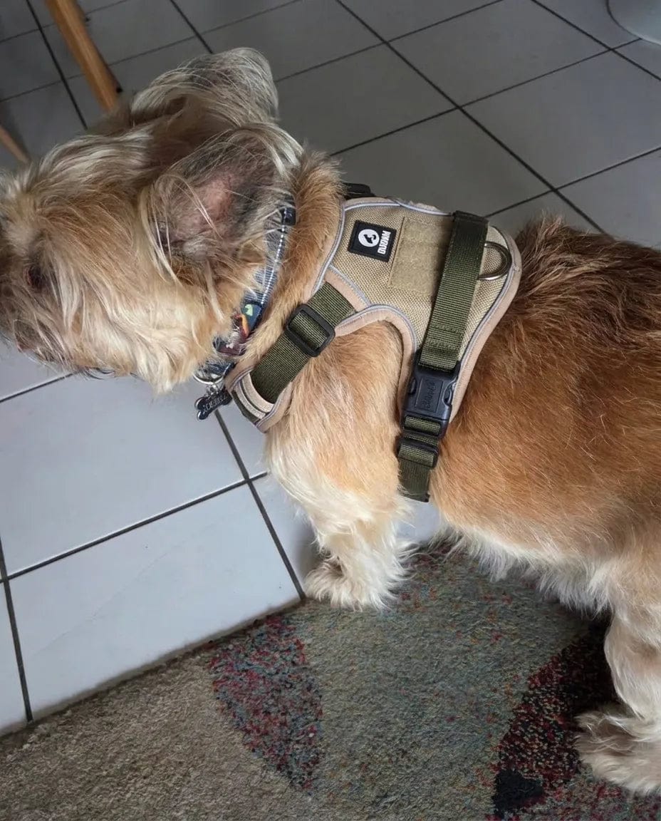 Customer photo review of Harnais anti-traction pour chien