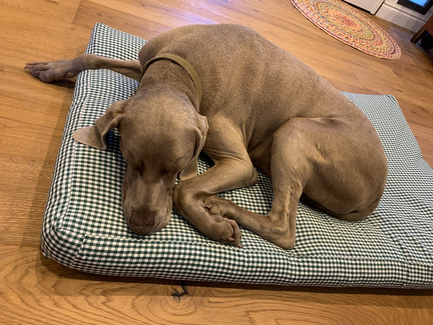 Customer photo review of Materassini per Cani in Cotone Vichy | Letti Sfoderabili e Traspiranti Made in Italy | Leo e Luna