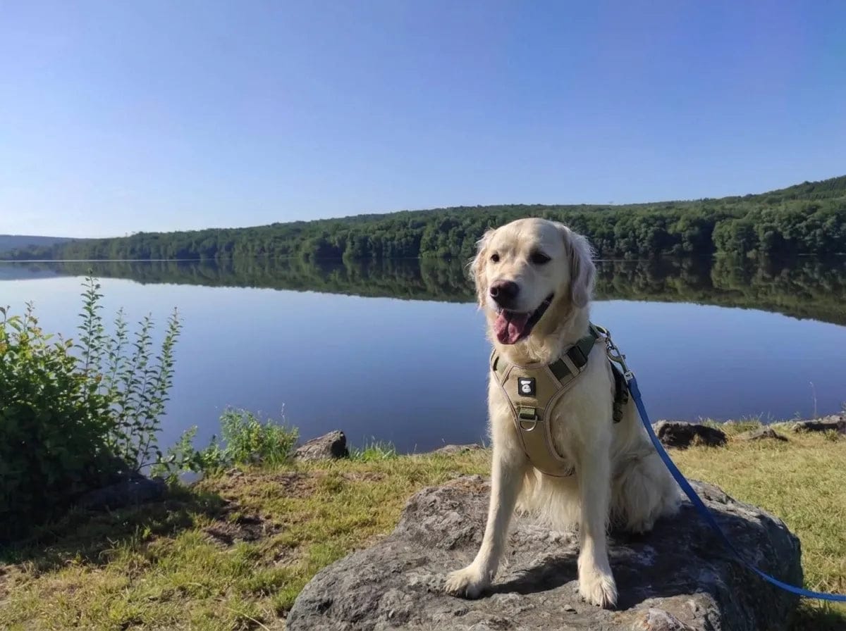 Customer photo review of Harnais anti-traction pour chien
