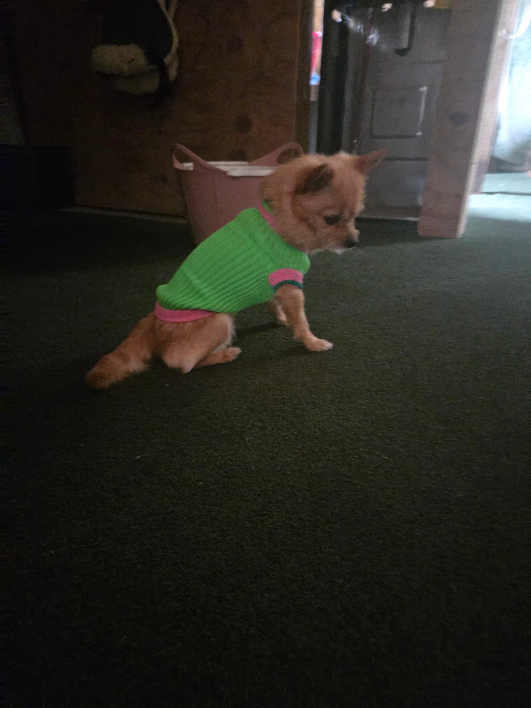 Customer photo review of THE GLOW JUMPER 2.0 - Neon Hundepullover - (Watermelon Crush)