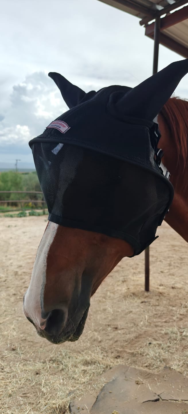 Customer photo review of Solar Vizor Fly Mask - With Ear Protection - NEW STYLE