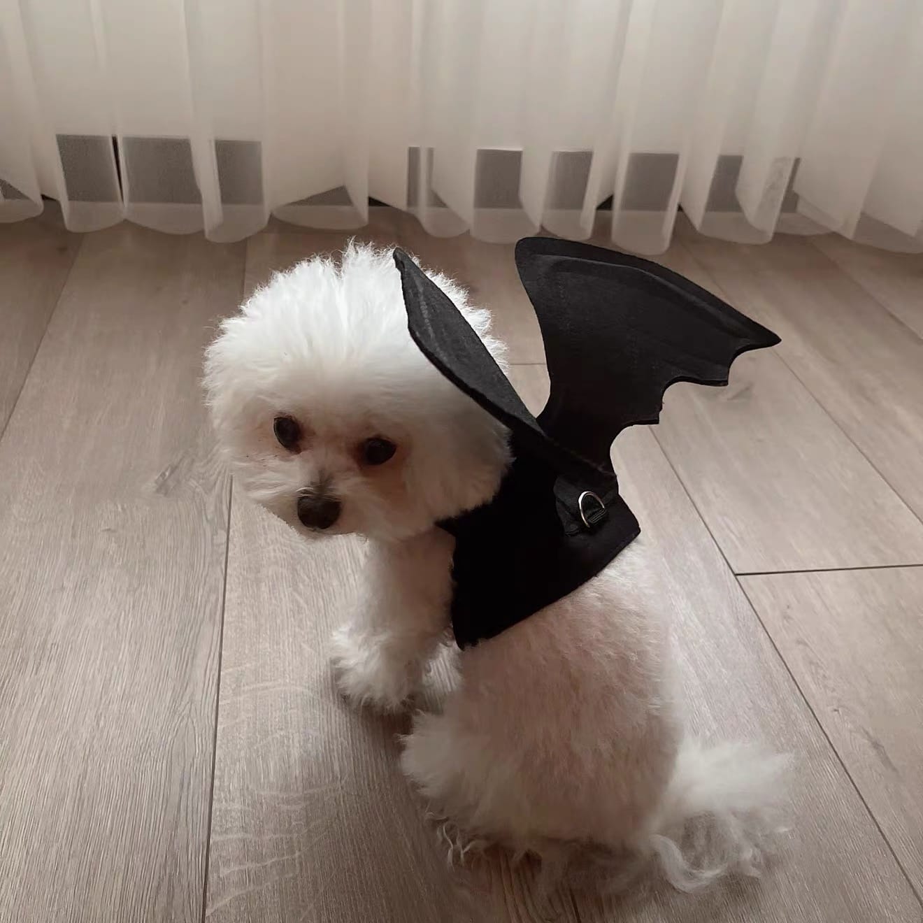Customer photo review of Halloween Bat Costume