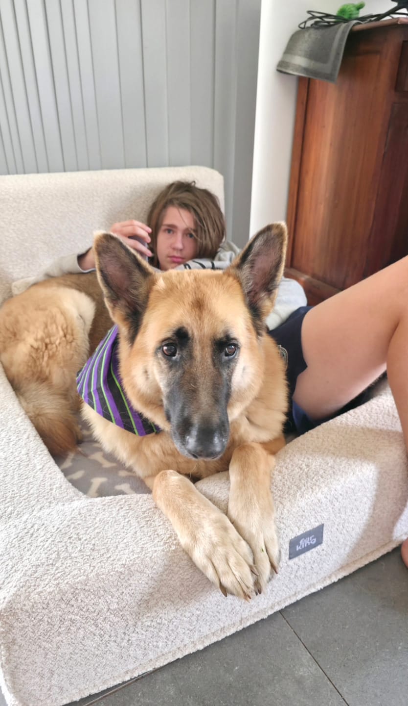 Customer photo review of Fur King Throne - Orthopedic Dog Bed