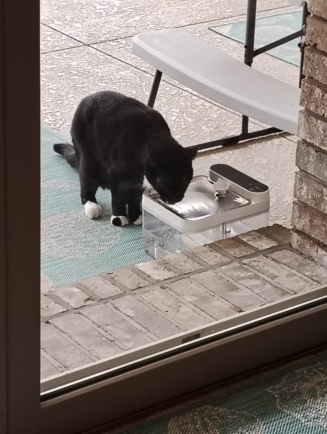 Customer photo review of Purestream AquaOne - Automatic Cat Fountain
